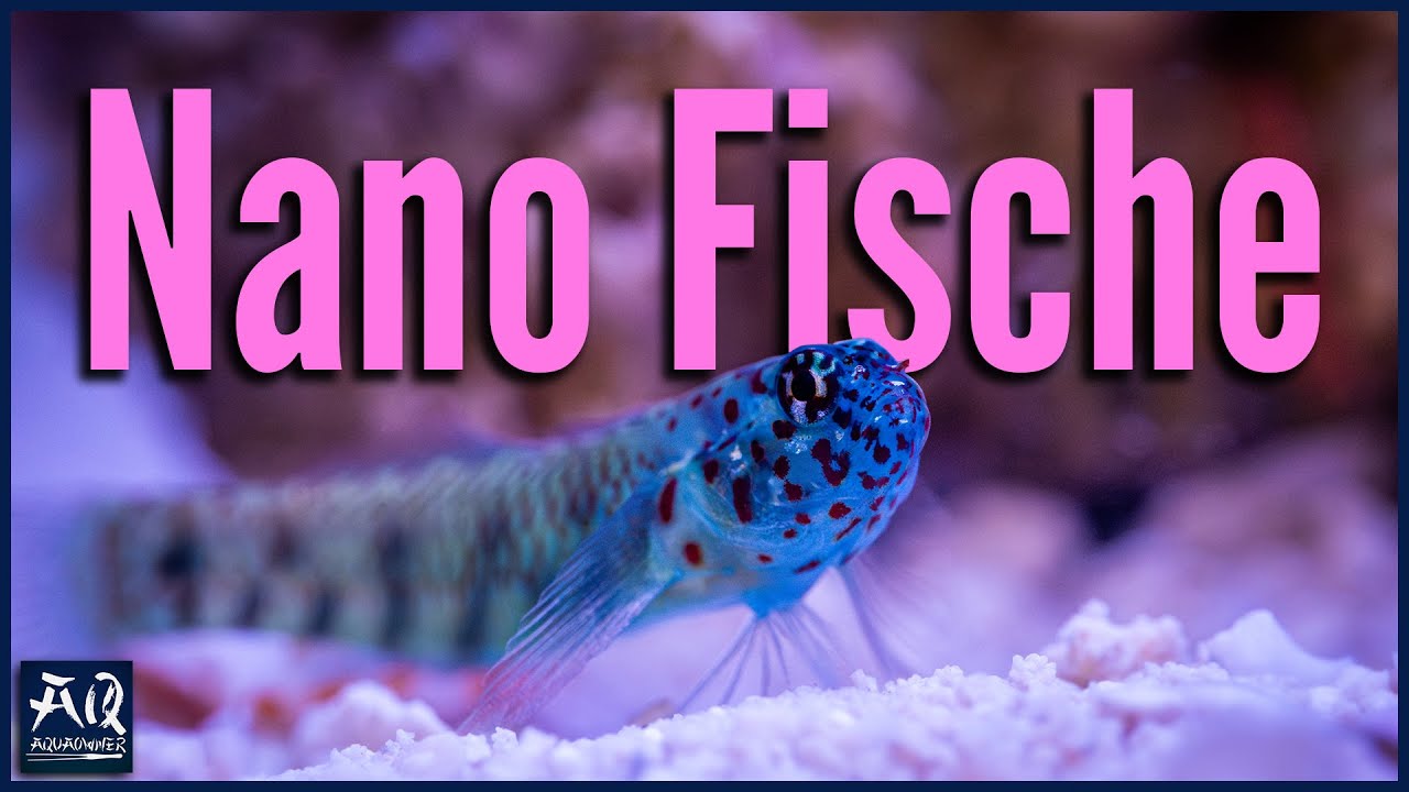 Neue Tiere für ein 60cm Meerwasser Aquarium | AquaOwner