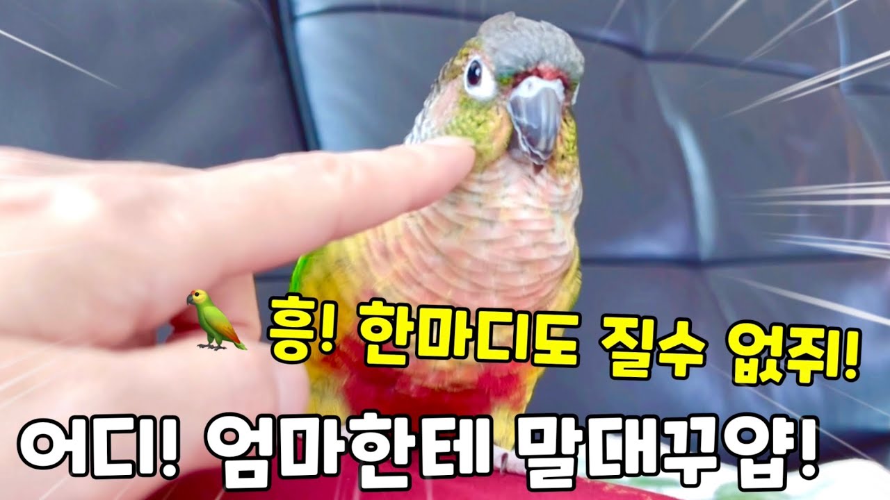 극대노한 앵무새와 답정너엄마의 양보없는 말싸움!결과는?