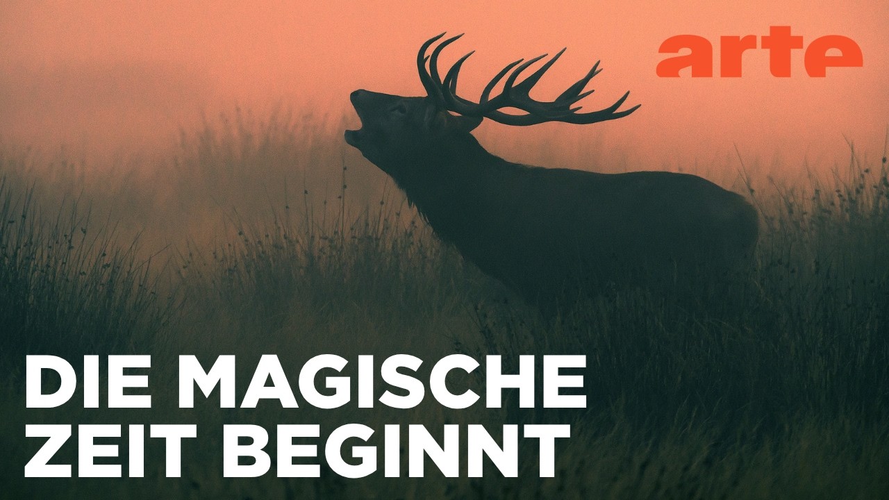Herbst | Ein Jahr in Irlands Natur | ARTE Fernweh