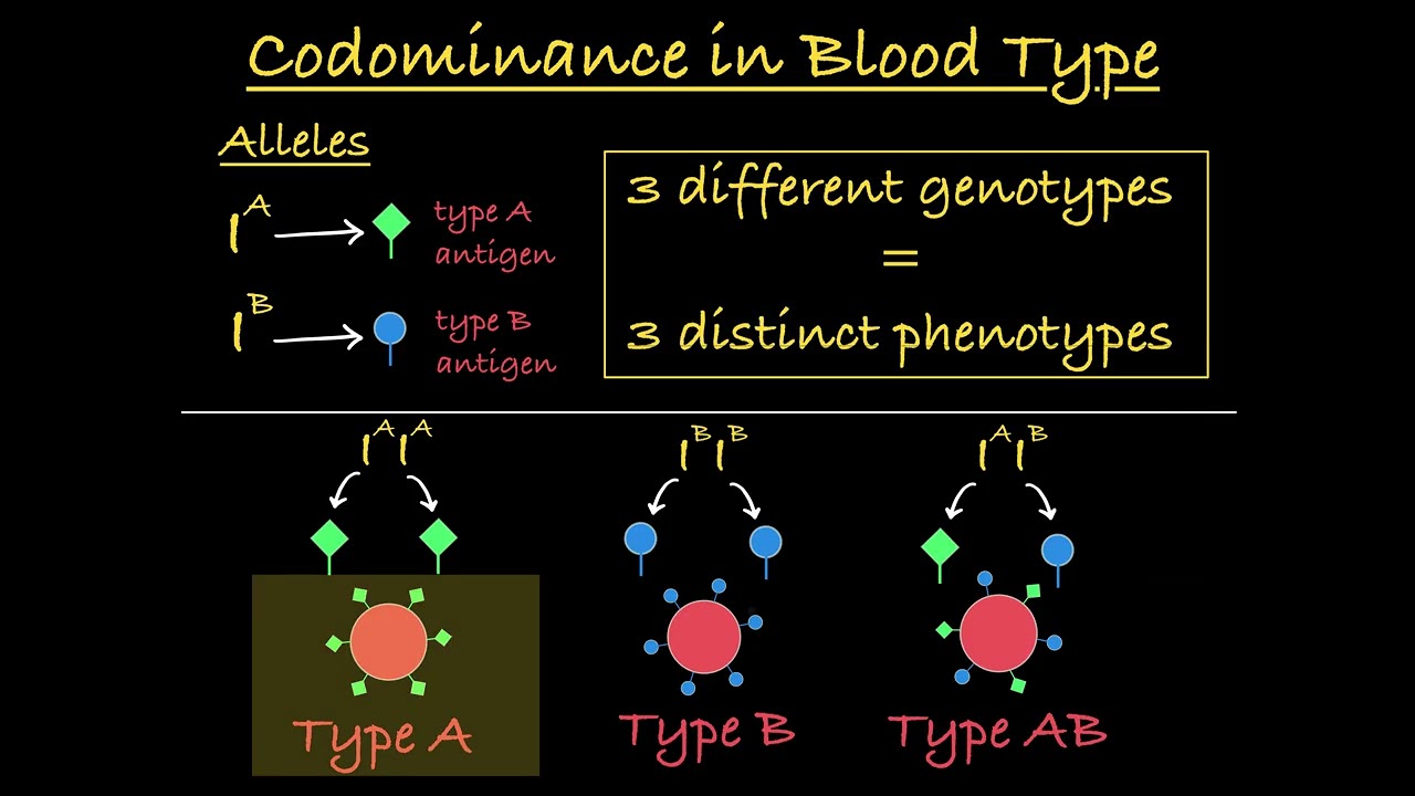 Codominance Explained