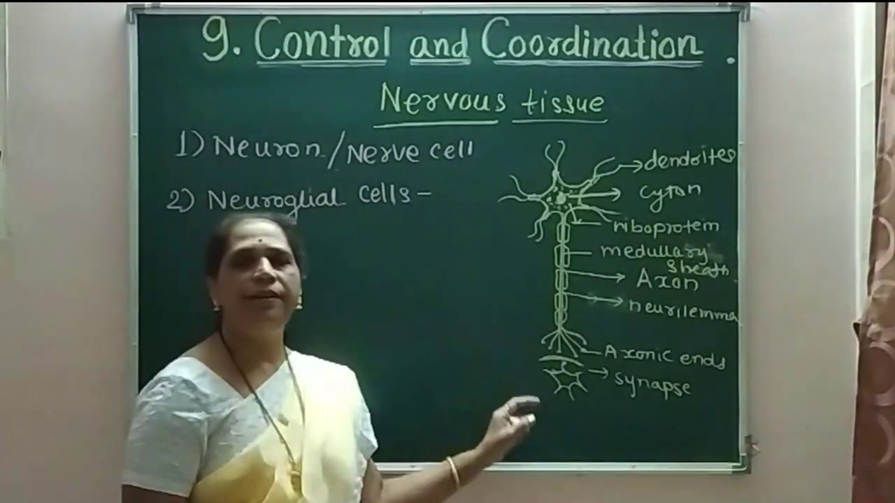 Nervous Coordination - Nervous system in hydra & planaria , Structure of neuron and neuoglial cells