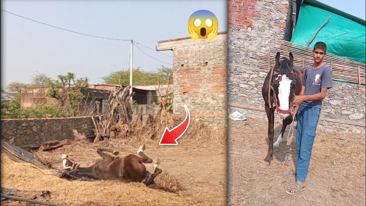 घोड़ी ने हमारे साथ ग़लत किया 🤣