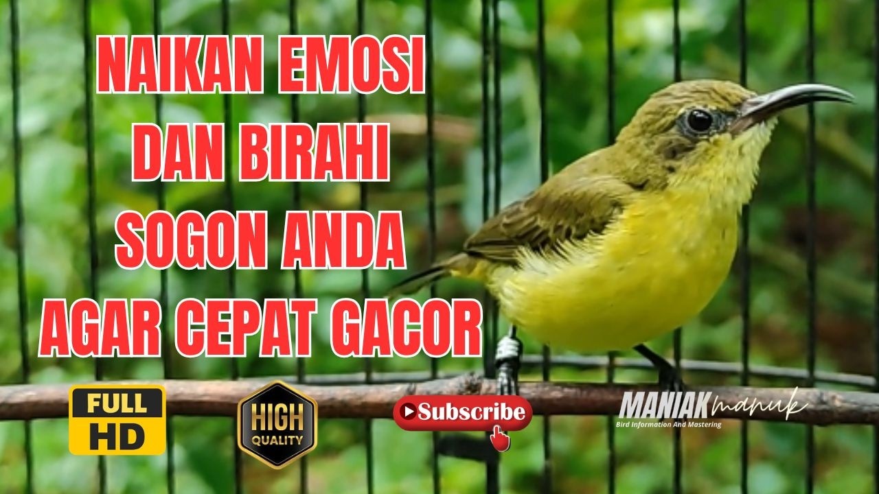 PANGGILAN SOGON BETINA BIRAHI MEMIKAT SOGON JANTAN PART 23
