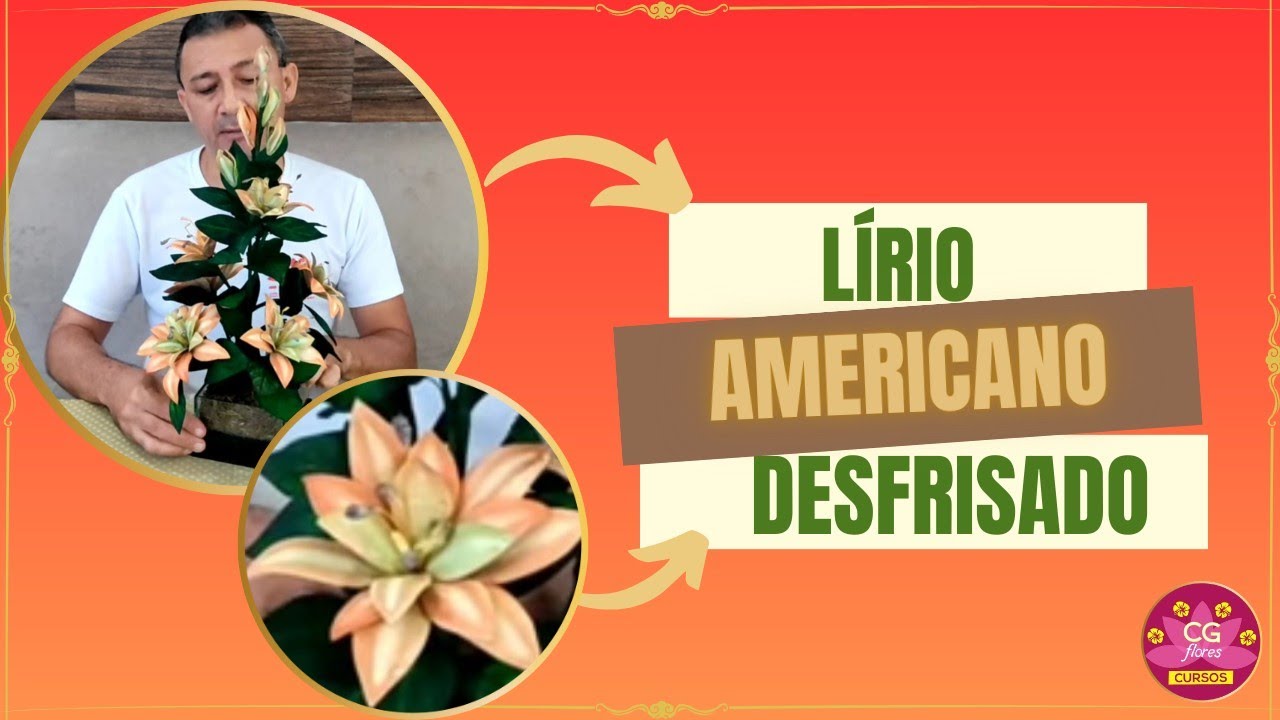 🔸 LÍRIO AMERICANO DESFRISADO 🔸