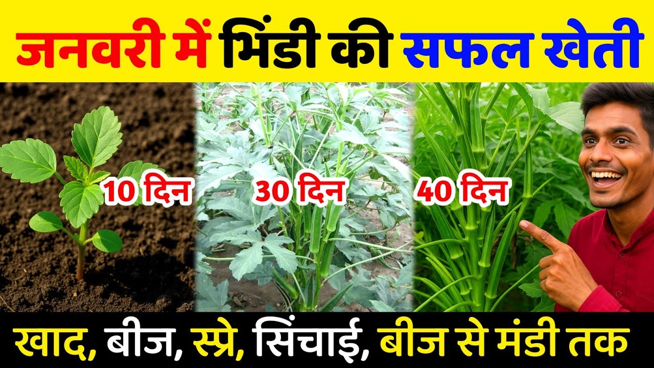 जनवरी में भिंडी की खेती 2026 |January Me Bhindi Ki Kheti Kaise Kare | Okra Seed to Harvest in hindi