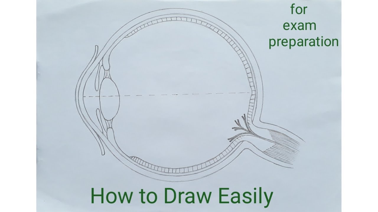 How to draw Human Eye for Exam step by step