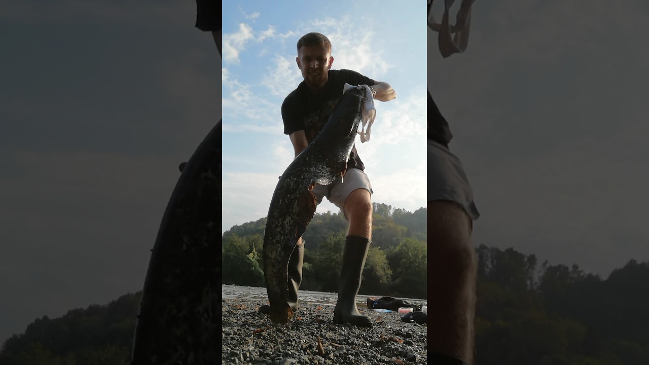 Som 10kg na varalicu rijeka Bosna #som #catfish #oldgoldlures #fishing #fish #pecanje #bosna