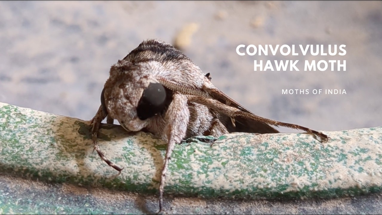 Convolvulus Hawk Moth | Moths of India