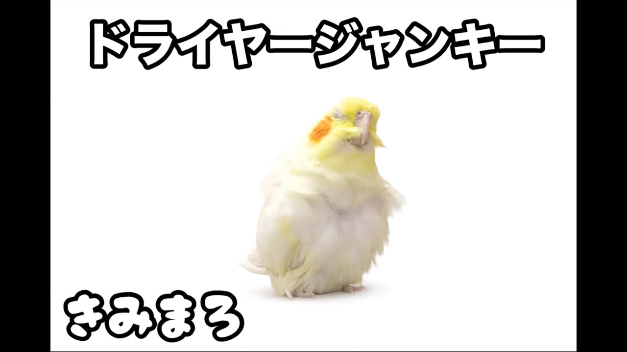 【オカメ】水浴び後のドライヤーが至福なきみまろ【今日も主は奉仕する】＃オカメインコ＃ペット＃Cockatiel
