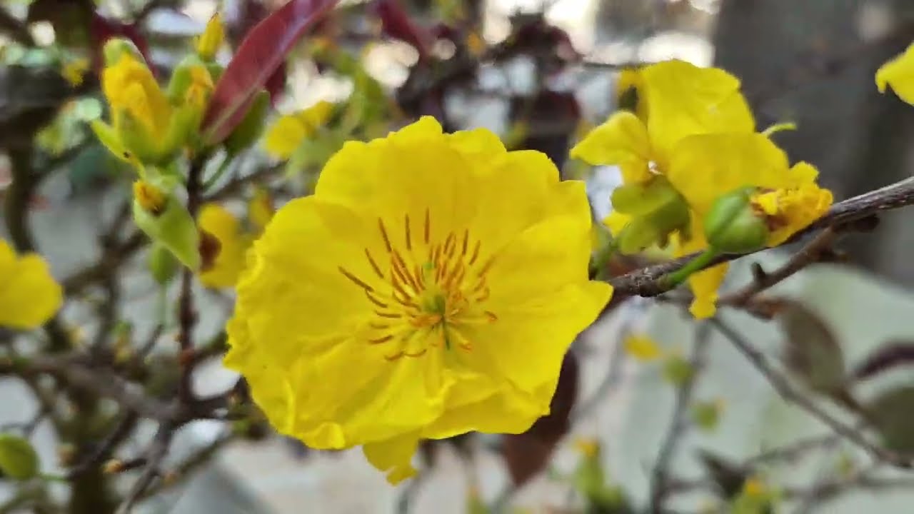 Giao hương suppê huỵet long 1côt hàng tuyển gia  bao sip lh 0976241776