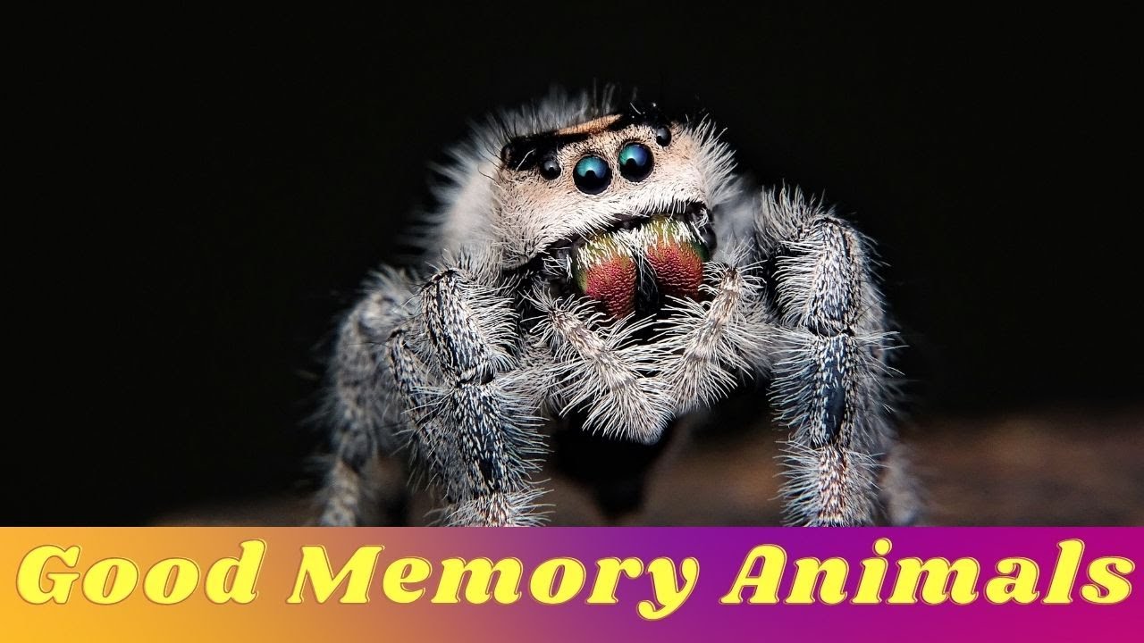 Animals with Incredible memory | Borny with Pets