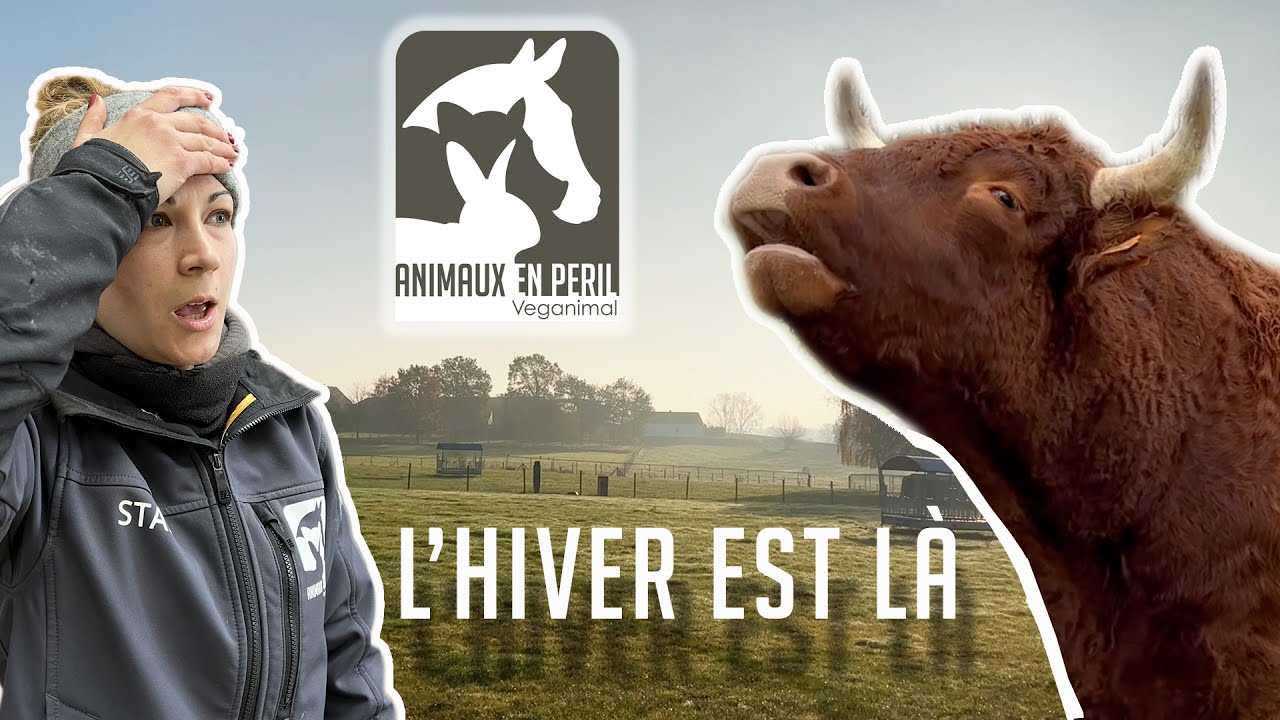 L'HIVER EST LÀ ! 🔥  😮