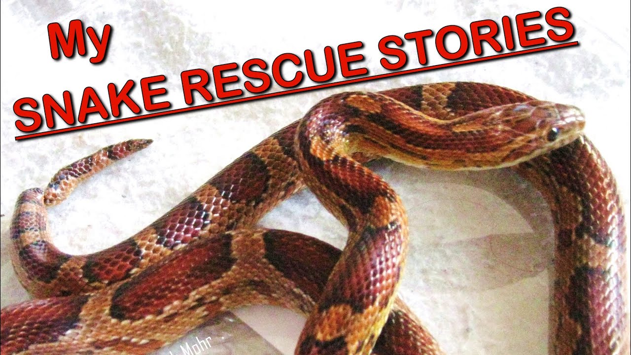 RESCUED CORN SNAKES by Sarah's Snake Shop