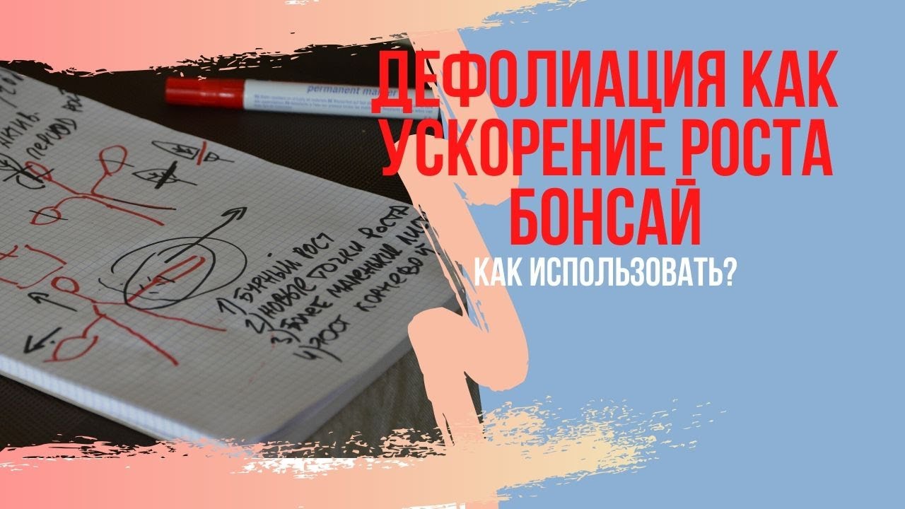 Дефолиация бонсай. Какие деревья бонсай можно дефолиировать ? Как правильно делать дефолиацию?