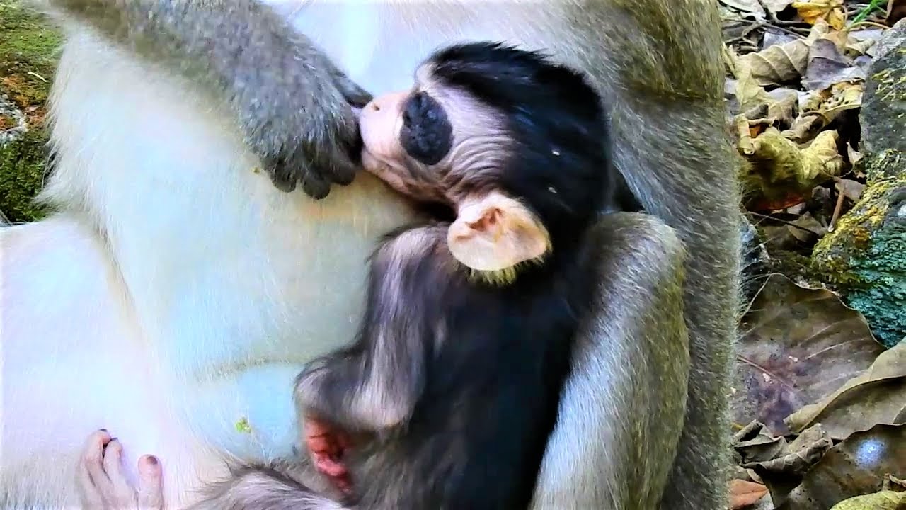 Oh looks! Why Spring doing like this! She weaning her baby Shiloh.