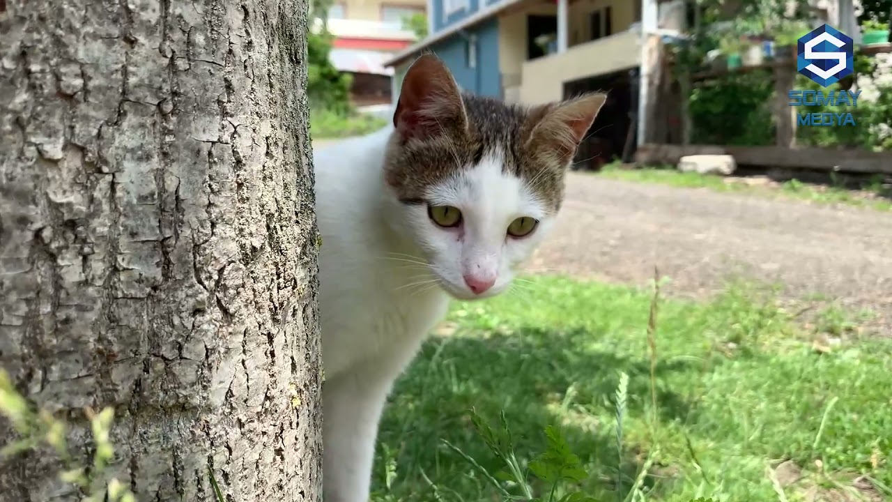 ÇATALZEYTİN SIRAKONAK SOMAY