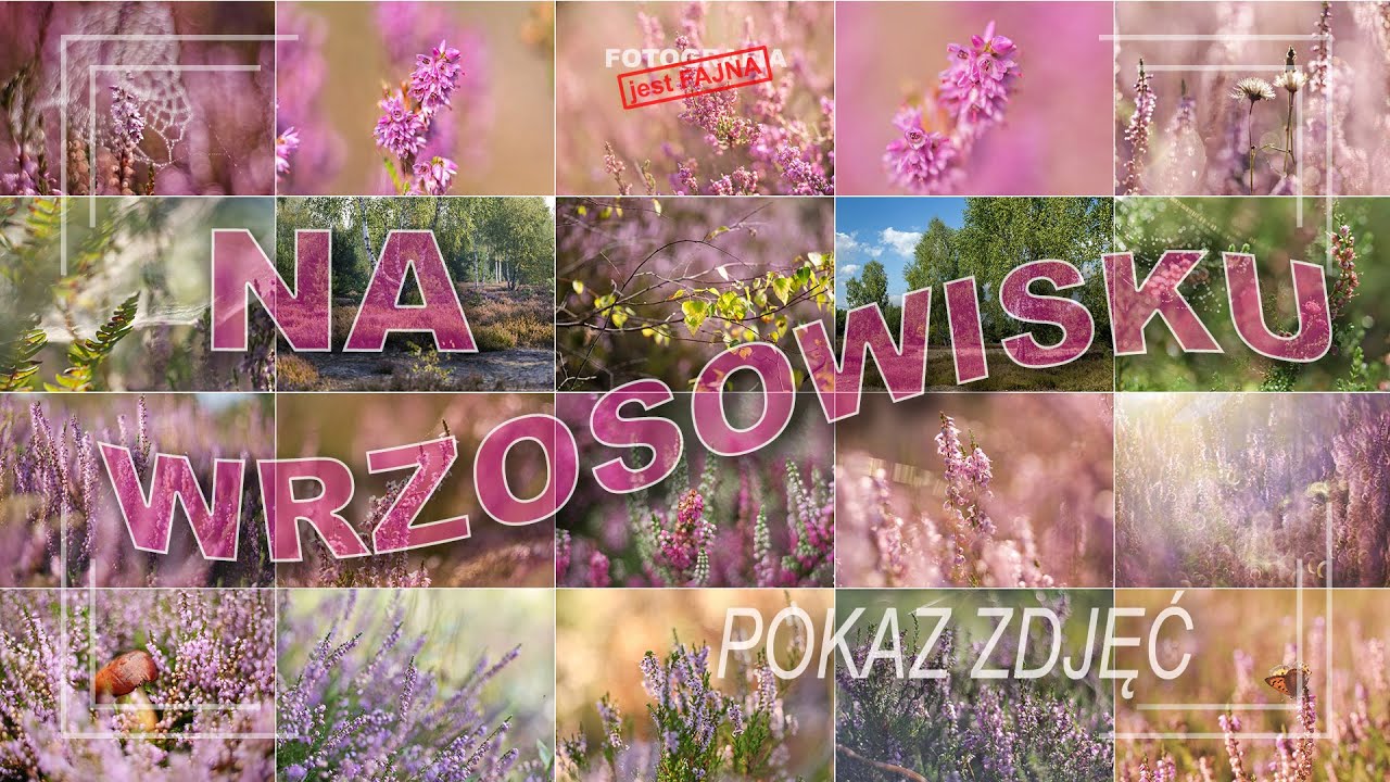 ☀️ Na wrzosowisku - POKAZ ZDJĘĆ - Dorota Milerowicz i Paweł Horąży - Fotografia jest Fajna
