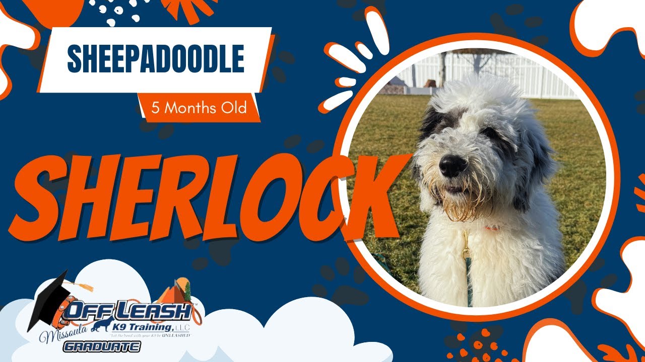 Sherlock - 5 month old Sheepadoodle | Best of Missoula Dog Trainers | Off Leash K9 Training Missoula
