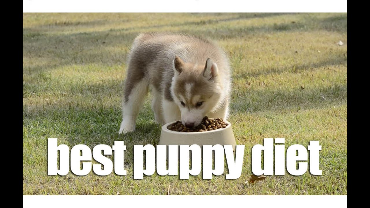 BEST DIET FOR PUPPIES | SIBERIAN HUSKY IN INDIA