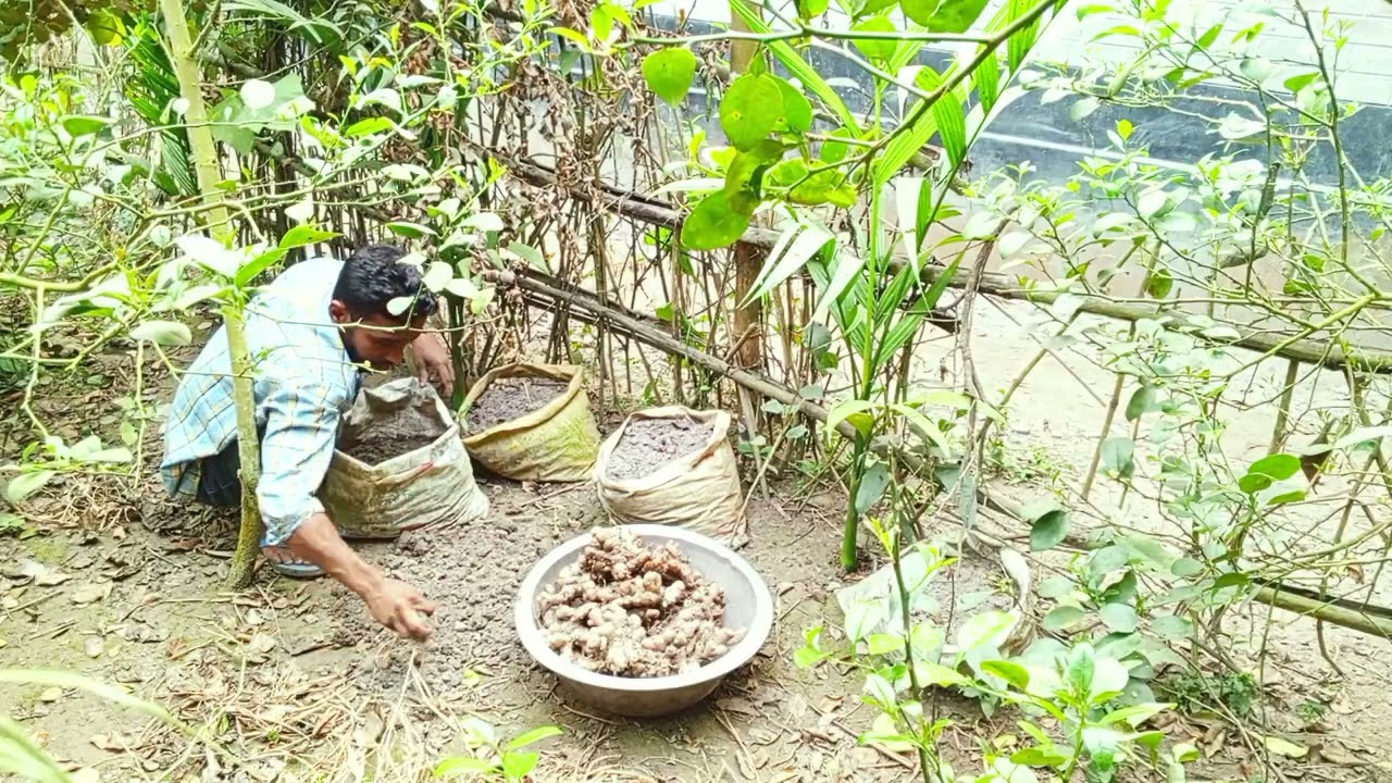 বস্তা থেকে আদা সংগ্রহ করলাম,,,