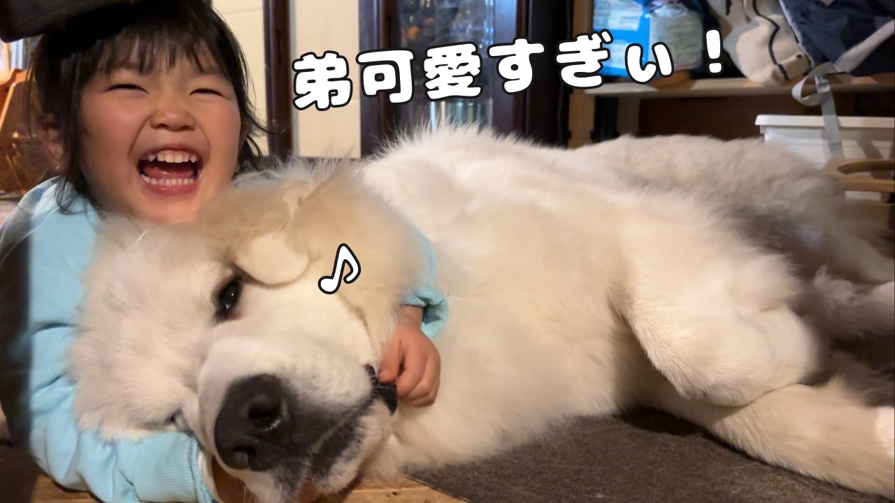 【溺愛】自分の５倍デカくなっちゃってもやっぱり弟は可愛くて仕方がない３歳児♡｜グレートピレニーズ&オールドイングリッシュシープドッグ&トイプードル
