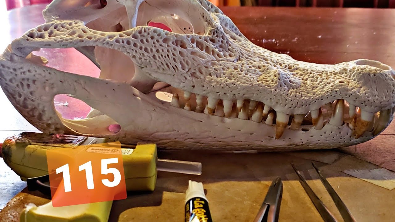 КАК ОЧИСТИТЬ КОСТИ и ЧЕРЕПЫ 💀 ОТ ЖИВОТНЫХ 🐊 Остаться из КОЛЛЕКЦИИ