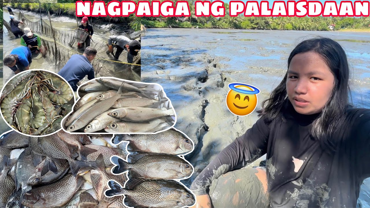 HARVEST TIME NG MGA ISDA | NAGPAIGA NG PALAISDAAN