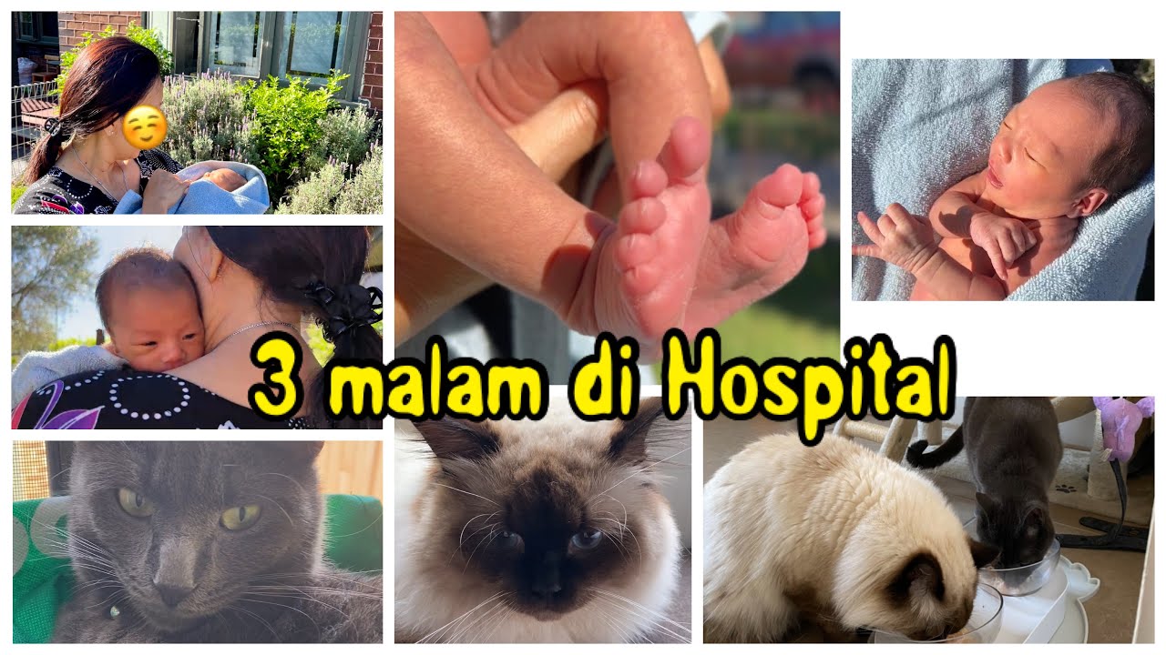 Kegiatan setelah punya cucu pertama dan temani 2 kucing lucu