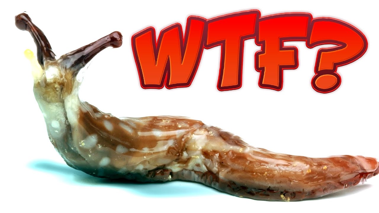 10 kuriose Fakten &uuml;ber Nacktschnecken