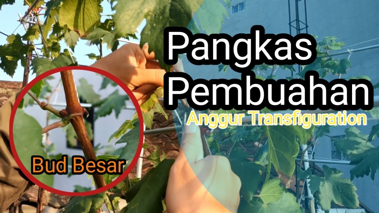 PANGKAS PEMBUAHAN ANGGUR IMPORT PERTAMA KALI TERNYATA BEGINI RASANYA..| ANGGUR TRANSFIGURATION