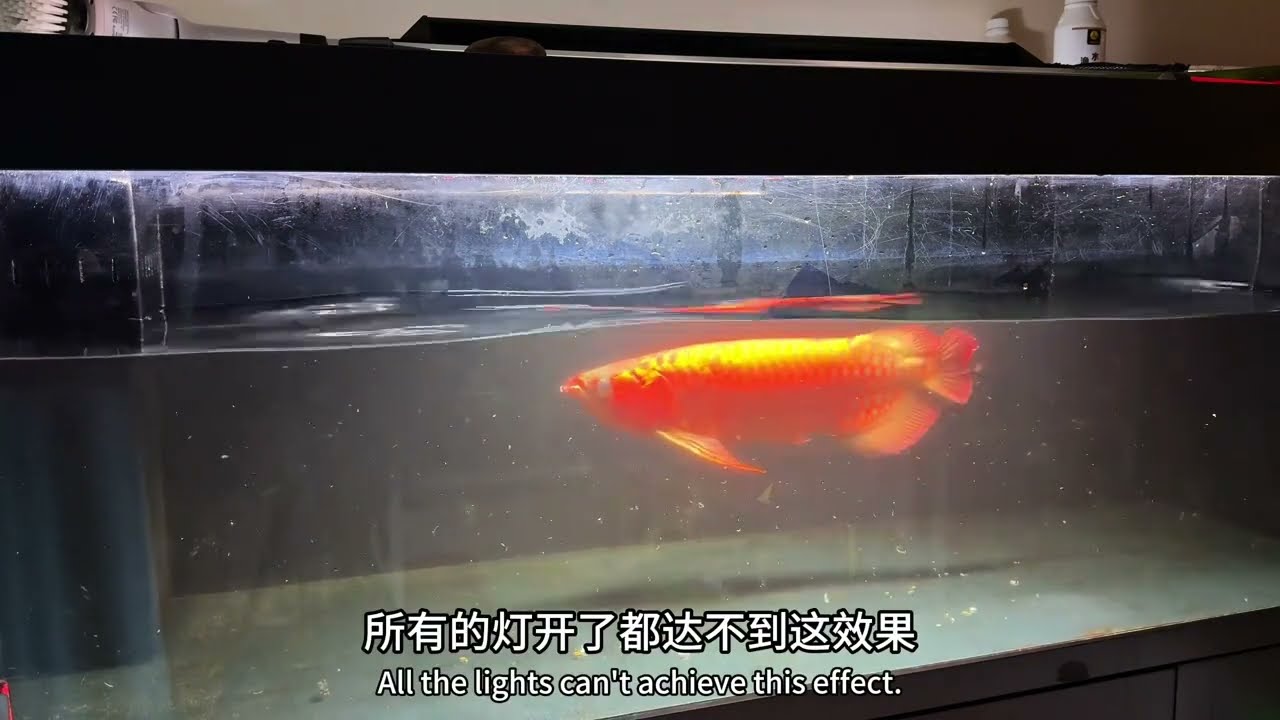 从0养龙鱼第178集（大鱼饲养，定好目标，少走弯路）