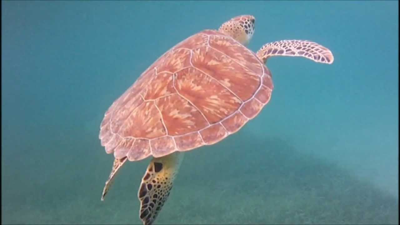 Snorkeling Culebra Puerto Rico - Filmed with Intova Sport Pro HD