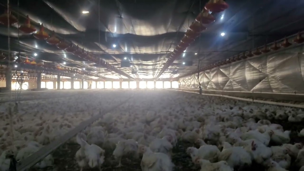 FRANGO DE CORTE COM 41 DIAS PRONTOS PARA O ABATE