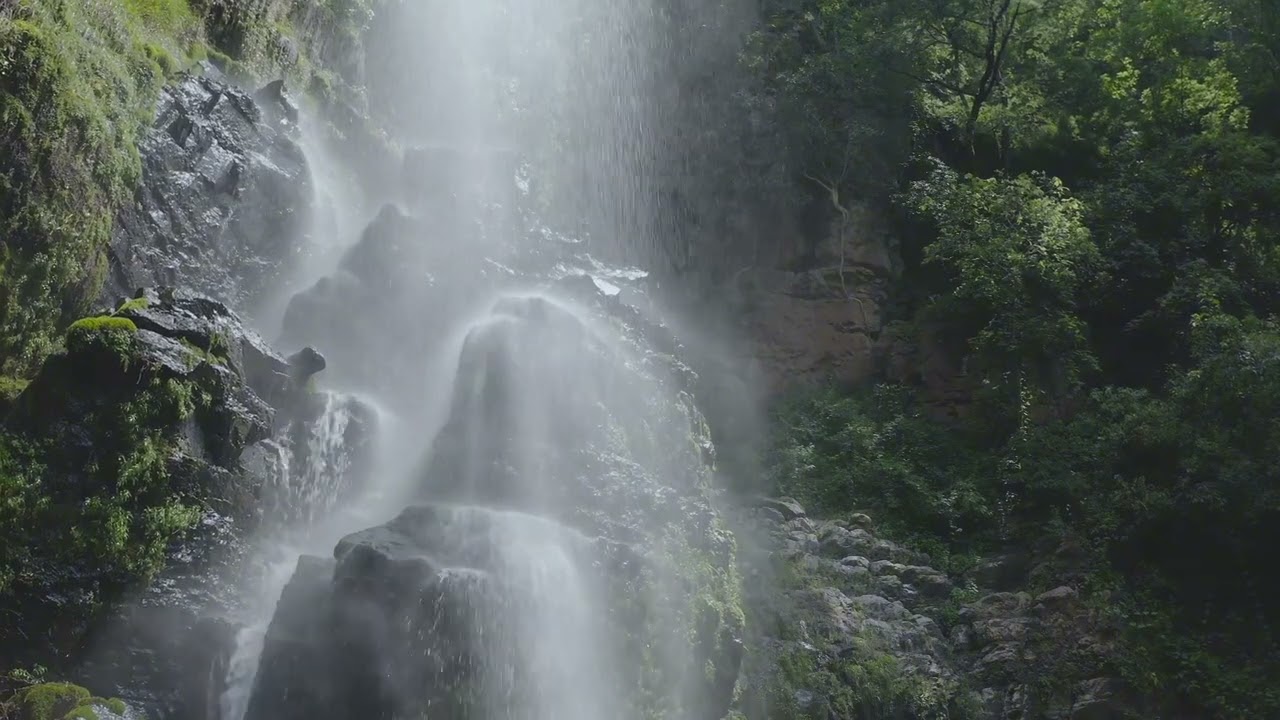 1 Hour Calming Rain & Nature Sounds Sleep and Meditation