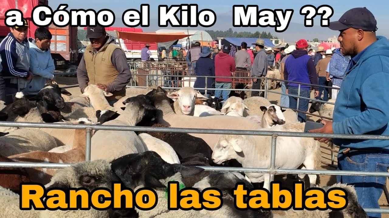CORDEROS o borregos en Rancho LAS Tablas