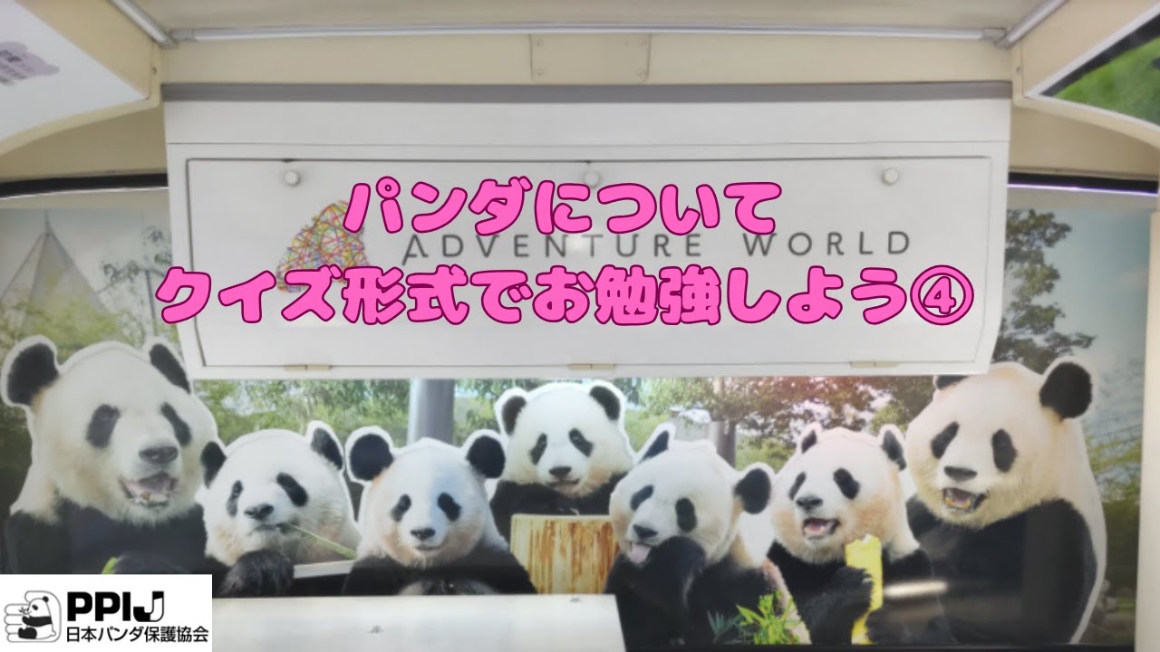 パンダについてクイズ形式で簡単に学ぼう④