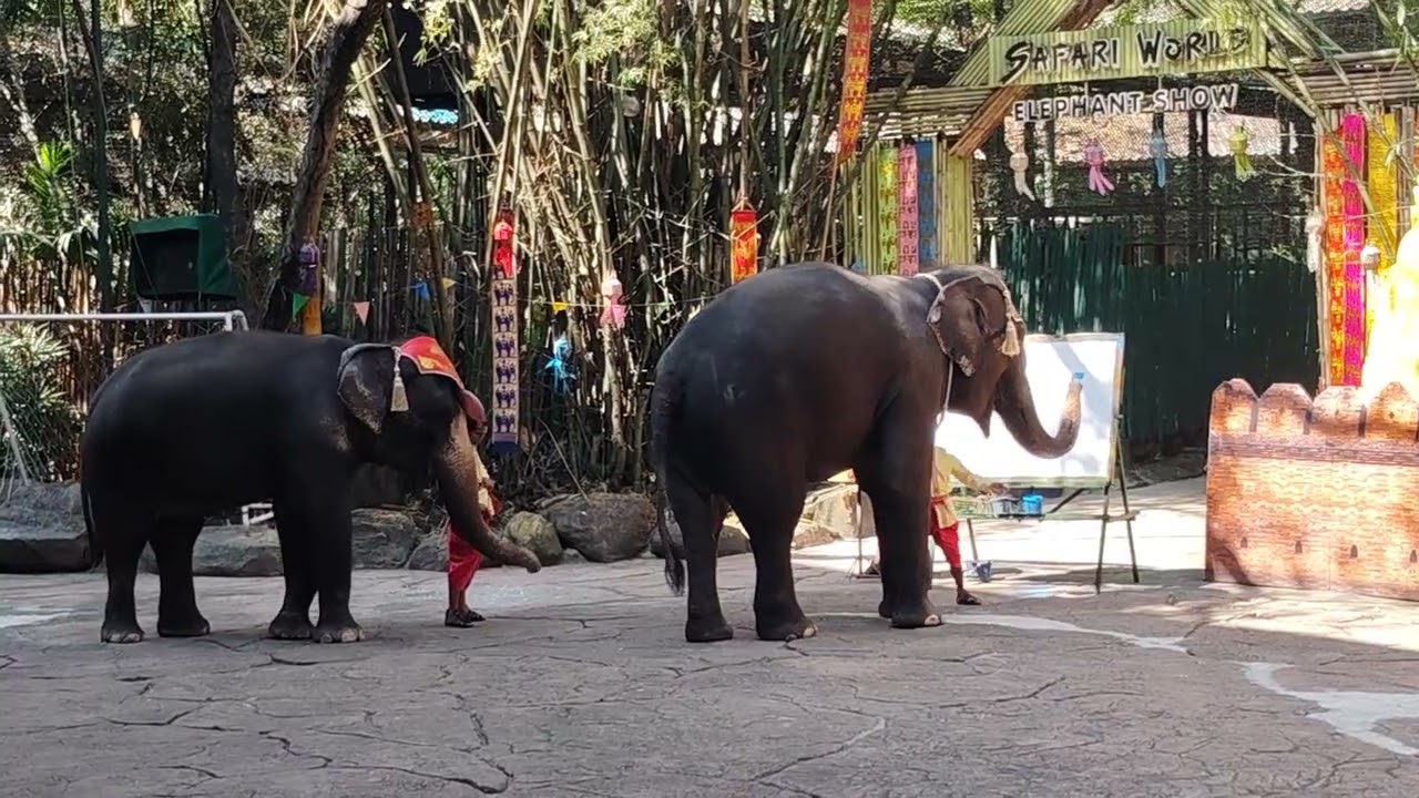 Safari world bankok elephant show #elephant #show #safariworld #safariworldbangkok #elephant #bankok