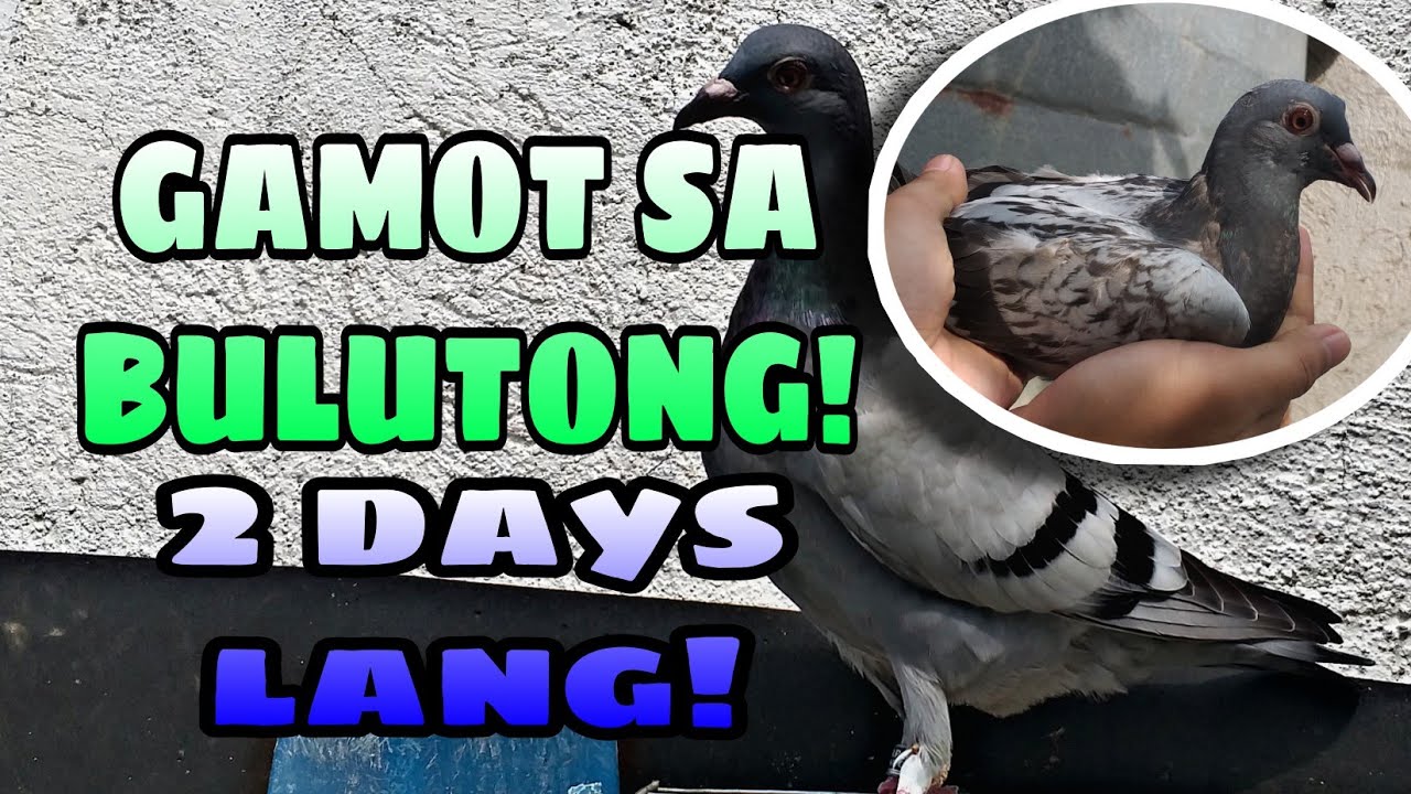 GAMOT SA BULUTONG NG KALAPATI | NAGBIGAY DIN TAYO NG CALCIUM LACTATE SA MGA KALAPATI NATIN