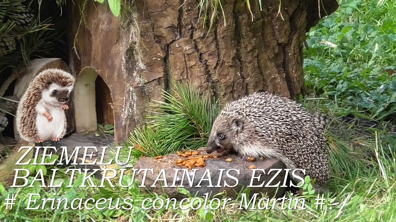 Dzīvnieki / Animals :  ZIEMEĻU BALTKRŪTAINAIS EZIS / Erinaceus concolor/. Nakts notikumi.