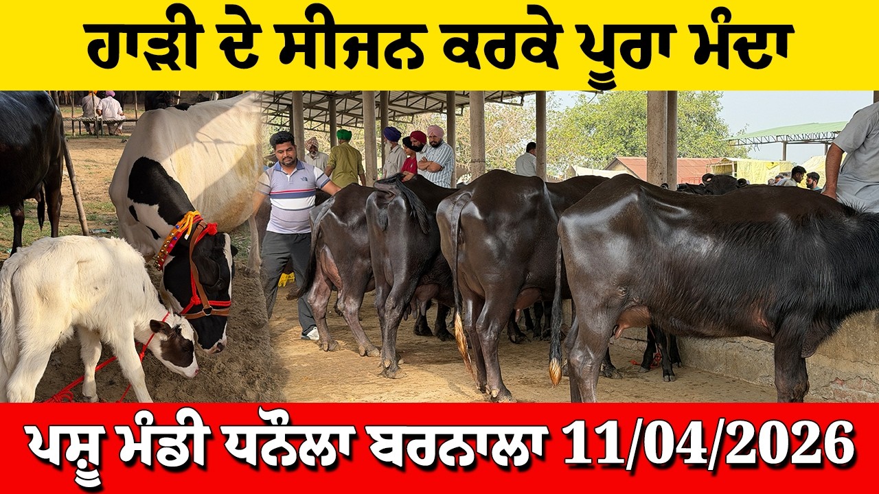 ਹਾੜੀ ਦੇ ਸੀਜਨ ਕਰਕੇ ਪੂਰਾ ਮੰਦਾ ਪਸ਼ੂ ਮੰਡੀ ਧਨੌਲਾ ਬਰਨਾਲਾ 11/04/2026 Pashu Mandi Dhanaula Barnala