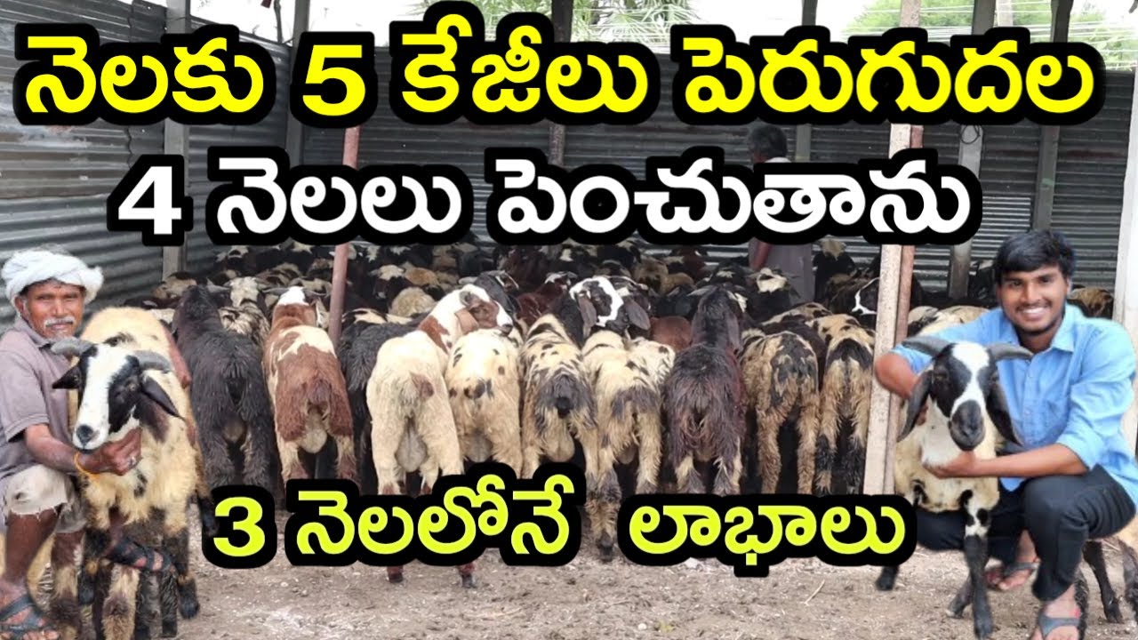 మూడు నెలల లోనే లాభాలు|Bhairav pottella farm @MalleshAdla