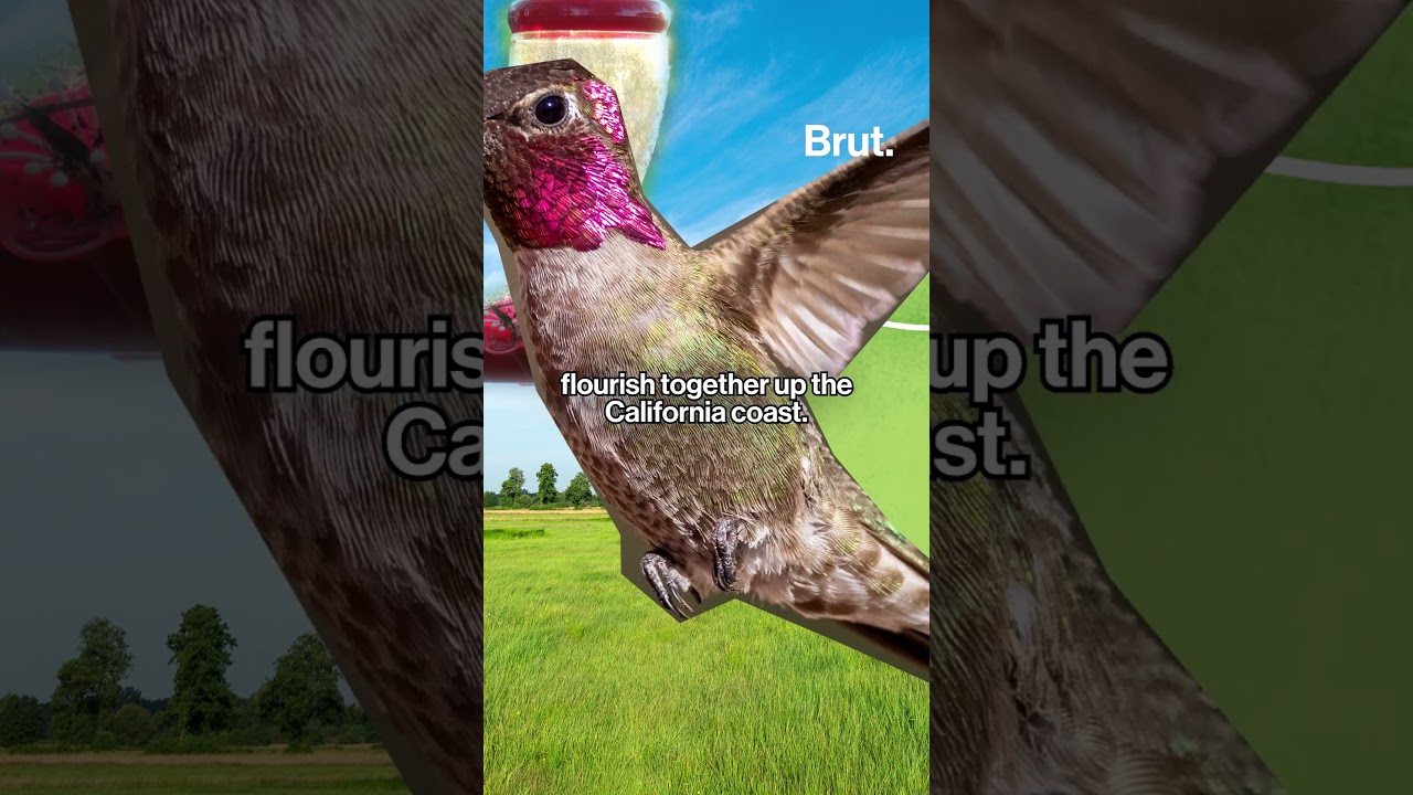 Hummingbirds have evolved because of feeders?
