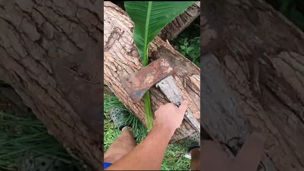 Banana rolling paper 