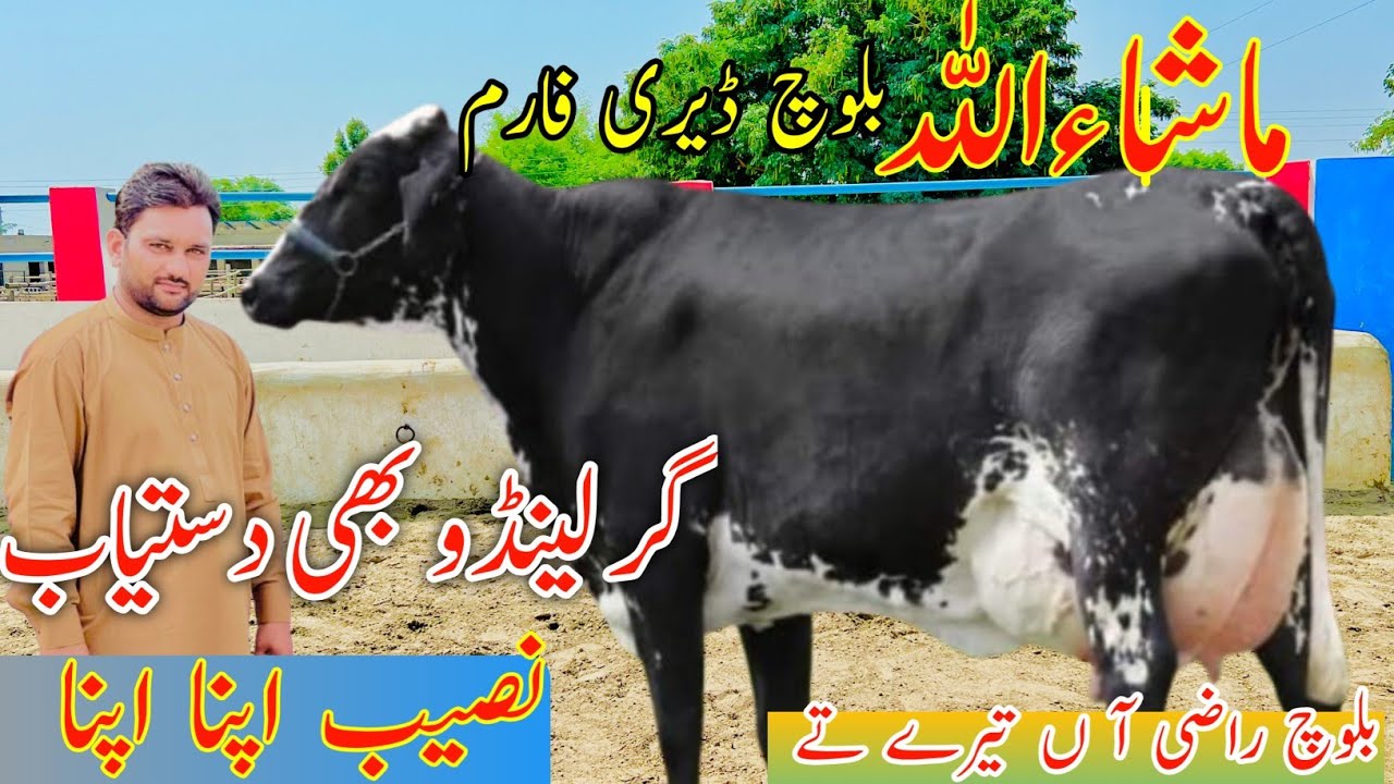 Girolando Cross Cows For Sale | Biggest Order Girolando Cow For Sale Mashashallah Baloch Dairy Farm