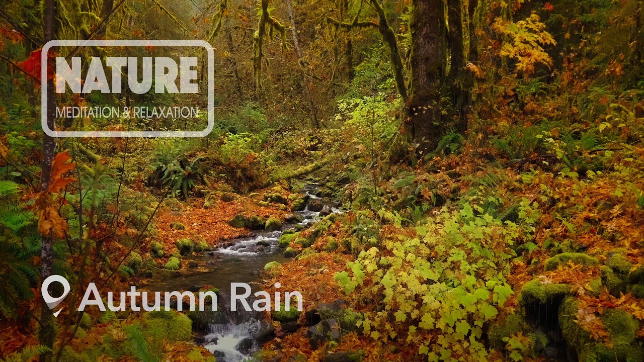 Soothing Fall Rain & Distant Thunder | 4K Nature Soundscape