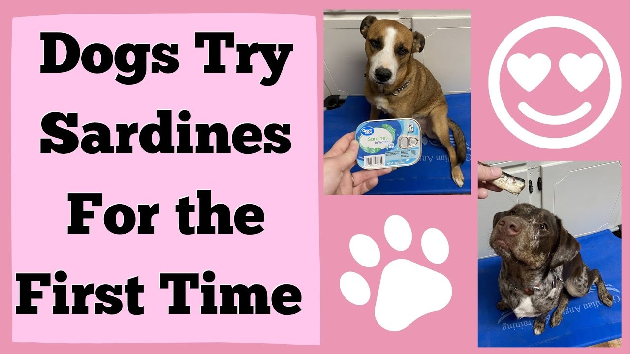 Dogs Try Sardines for the First Time