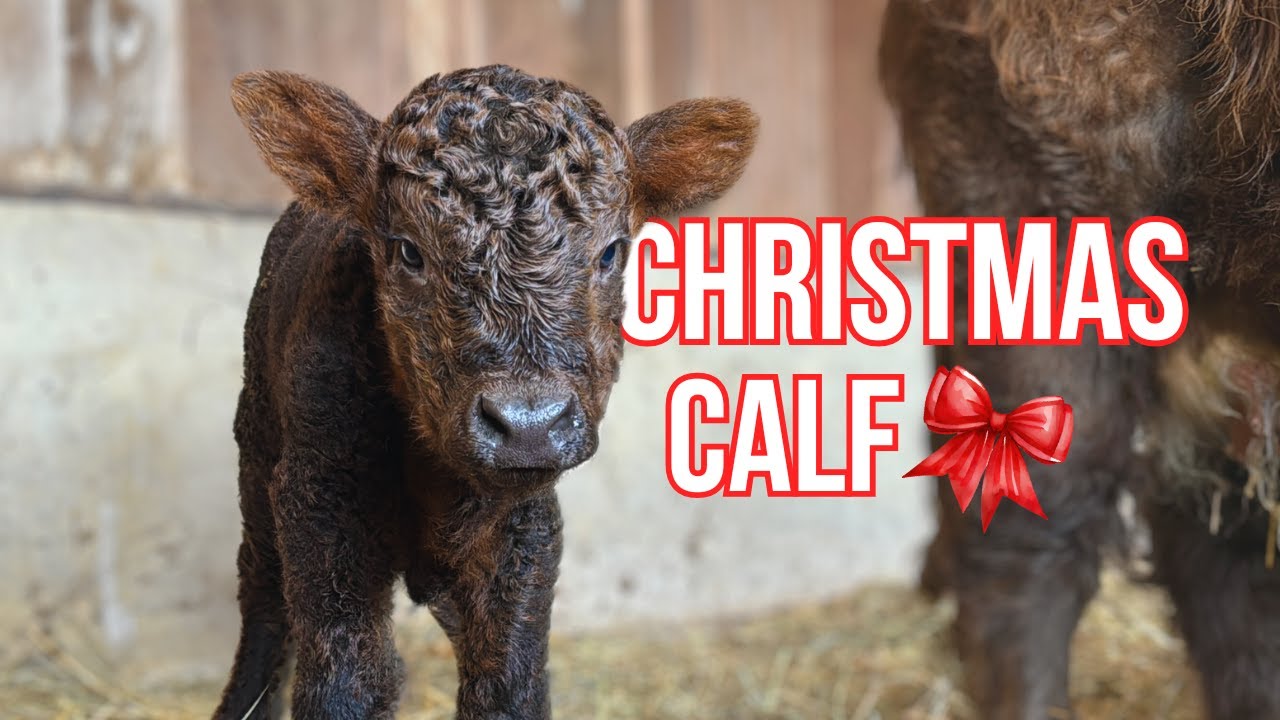 Highland Cow gives Birth to a CHRISTMAS BABY 🎁🎄