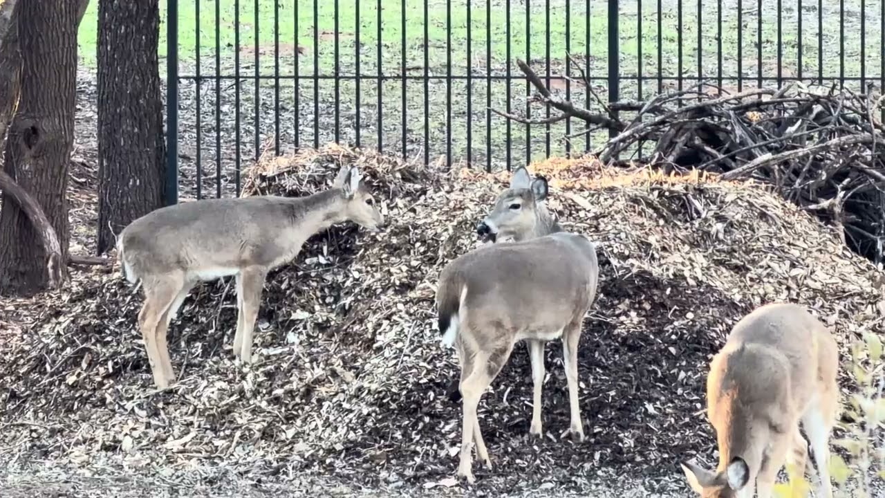 Whitetail Bucks And Doe Pass Thru Again On 1/17/26