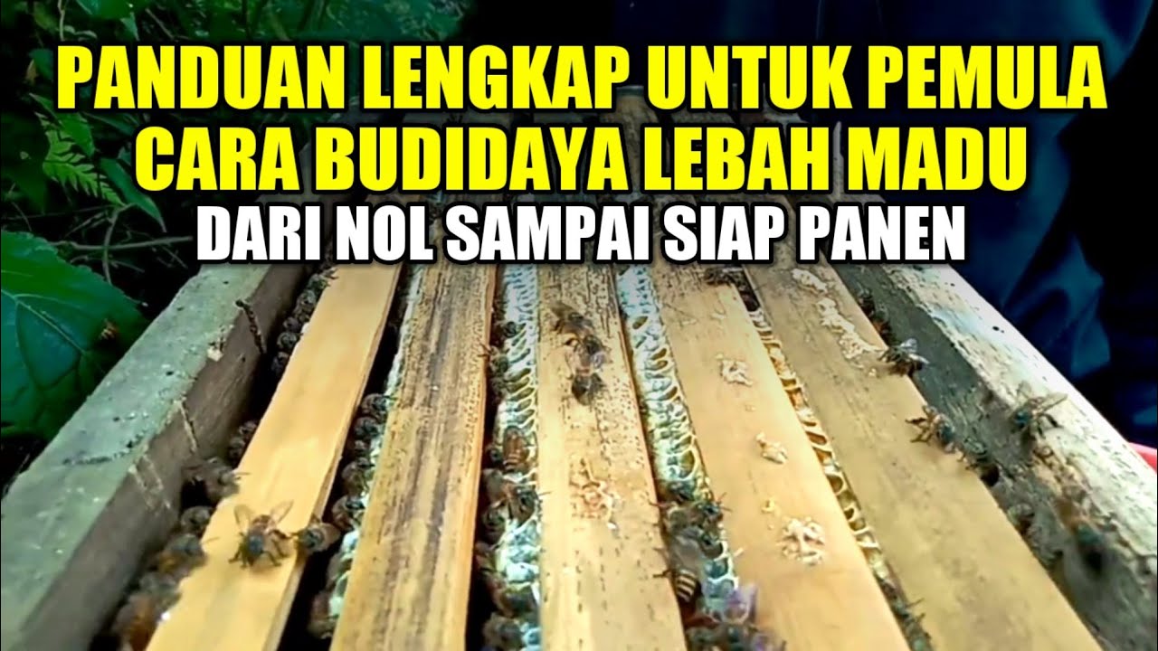Step by step cara budidaya lebah madu untuk pemula dari nol sampai siap di panen madu nya