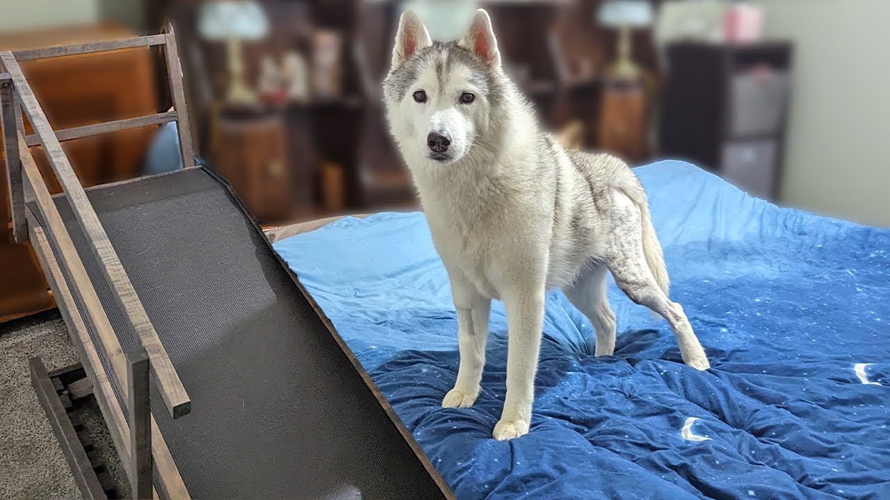 My Husky Sleeps In Her Own Bed! New Dog Ramp!